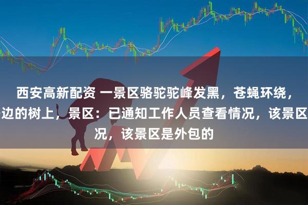 西安高新配资 一景区骆驼驼峰发黑，苍蝇环绕，被拴在路边的树上，景区：已通知工作人员查看情况，该景区是外包的