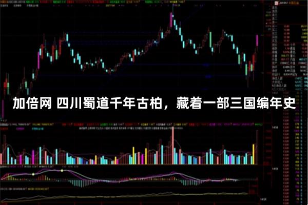 加倍网 四川蜀道千年古柏，藏着一部三国编年史